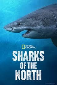 Sharks of the North